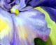 Irises in the Afternoon